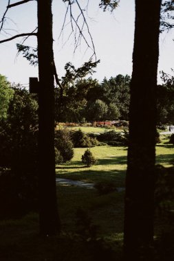 Leylak, ağaçlar, bahçe, doğal