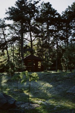 Leylak, ağaçlar, bahçe, doğal