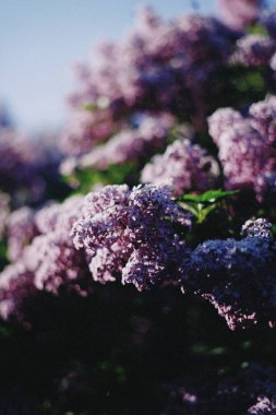 Leylak, ağaçlar, bahçe, doğal