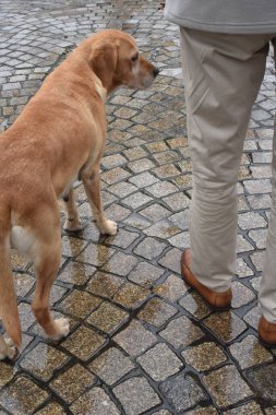 Yaşlı bir adam, sonbaharda yağmur yağarken sonbahar yapraklarıyla dolu bir caddede labrador ile yürüyor..
