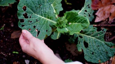 Bir kadın elinde beyaz plastik bir kabın içinde yeşil filizler tutuyor.