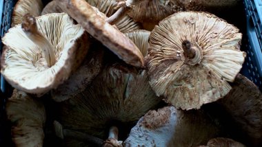 mushrooms lie in a crate at the farmer's market. clipart