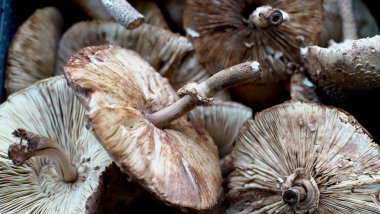 Mantarlar pazarda bir sandıkta yatıyor..