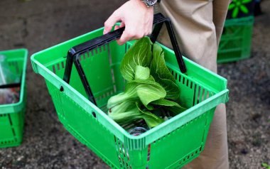 Erkek eli içinde marul yaprakları olan yeşil plastik bir sepet tutuyor. Yumuşak odak 