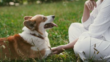 Corgi köpeği parkta çimlerin üzerinde oturuyor. Yanında oturan ve onu okşayan bir kız var. Yumuşak odaklanma. Yakın plan