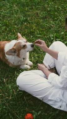 Corgi köpeği parkta çimlerin üzerinde oturan bir kızın yanında oturuyor ve ona yemek veriyor. Yumuşak odaklanma. Yakın plan
