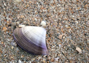 Sahilde küçük kabuklu bir deniz kabuğu