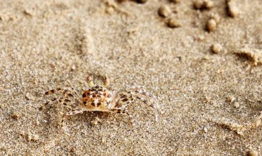 Sahilde küçük kum toplarıyla kaplı bir yengeç.