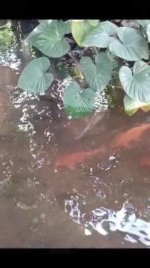 Yukarıdaki su bitkilerinin ve yüzeyin altında yüzen balıkların doğal güzellik ve sakinliği yansıtan sakin bir gölet manzarası..