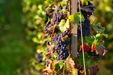 Clusters of Pinot Noir grapes during harvest season in the Champagne region catching the last sunlight to ripen further clipart
