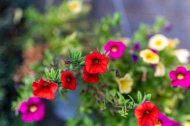 Bahçede milyonlarca renkli çan çiçek açmış.