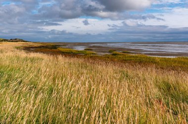 Marram otları rüzgarda sallanıyor Ameland 'da çamur düzlüklerinin hemen yanında