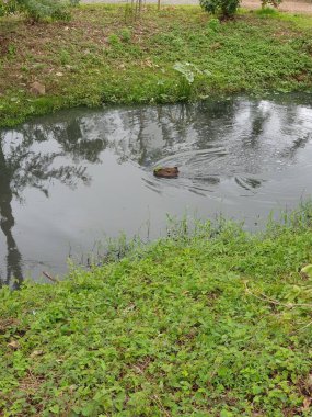 Capybara büyük bir parkta dalgalarla güzel bir nehir boyunca yüzer.
