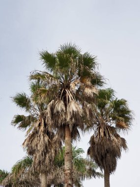 Sahilde palmiye ağacı