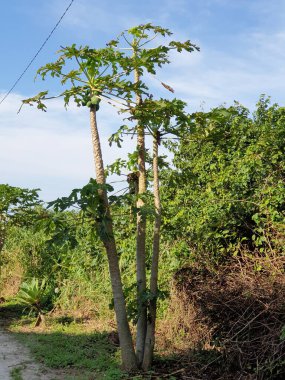 Yeşil arka planı olan bir ağaç gövdesinin yakın plan çekimi.