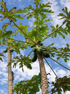 Bahçedeki palmiye ağacı