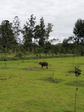 Ormandaki dağın yeşil tarlası.