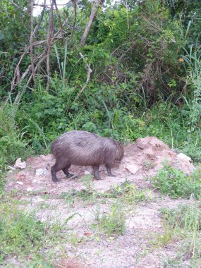 ormandaki bir yaban domuzu