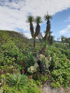 Güzel botanik fotoğrafı, doğal duvar kağıdı.