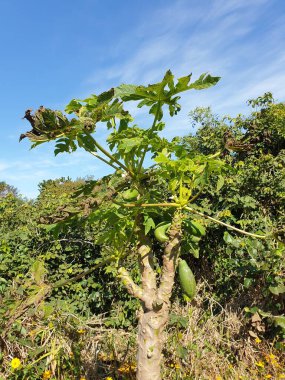 Ağaçtaki yeşil bitki