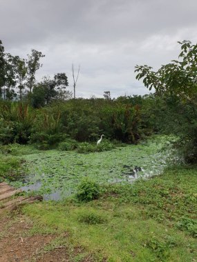 Ormandaki bir nehir manzarası