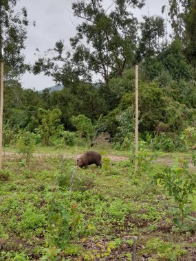 Tarladaki küçük bir hayvan.