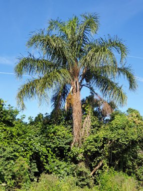 Ormandaki palmiye ağacı