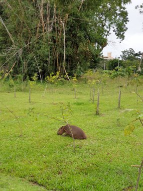 Büyük kahverengi - böğüren - kahverengi - göbekli - çimenlerin üzerinde uzanan ayak parmaklı geyik