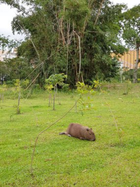 Çimenlikteki şirin bir hayvanın yakın plan fotoğrafı.