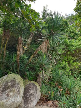 Kumsalda palmiye ağaçları
