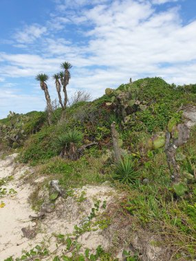 Sahilde palmiye ağaçları, Florida