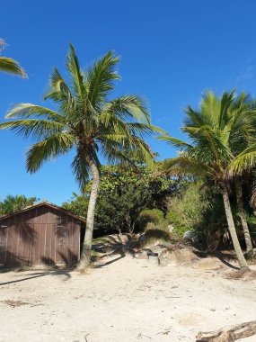 Karayiplerdeki sahilde palmiye ağaçları