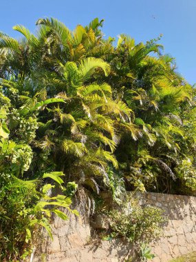 Mavi gökyüzü olan palmiye ağacı