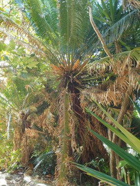Bahçedeki palmiye ağaçları
