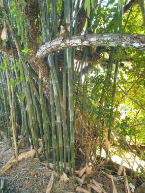 Bambu ağacı, bitki örtüsü ve doğa.