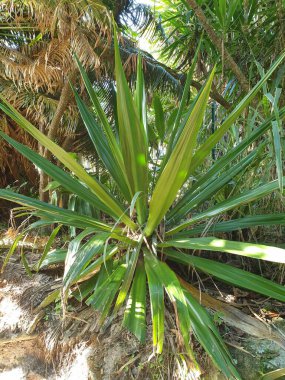 Bahçedeki bir ağacın yeşil yaprakları