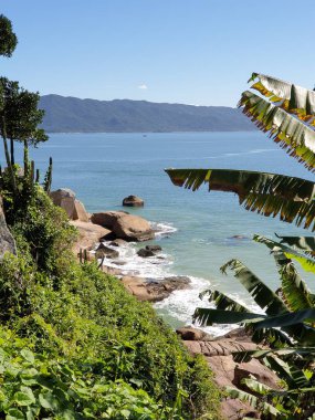 Palmiye ağaçları olan güzel bir sahil