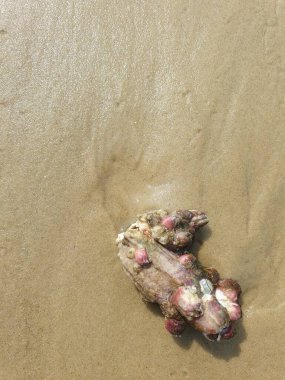 Güneşin altında kumlu bir deniz kıyısındaki yengecin yakın plan çekimi.