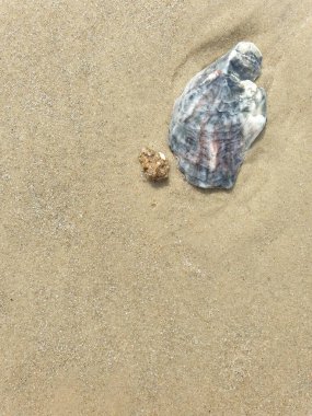 Sahilde deniz kabukları