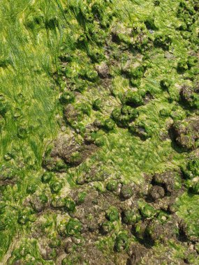 Yerdeki yeşil bir yosun dokusu