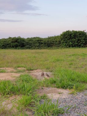 Tarladaki manzara çok güzel.