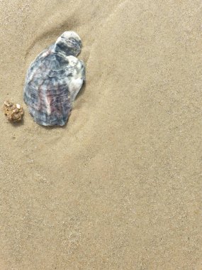 Kumda deniz kabukları