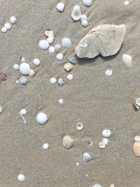Kumsalda deniz kabukları. en üstteki görünüm