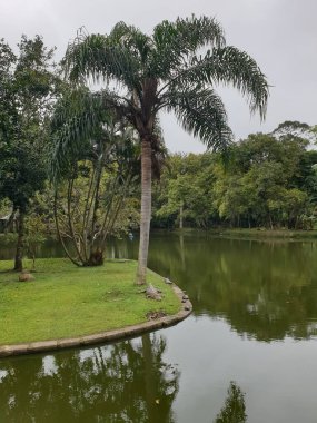 Parktaki yeşil ağaçlar