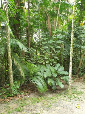 Tropik palmiye ağaçları, flora