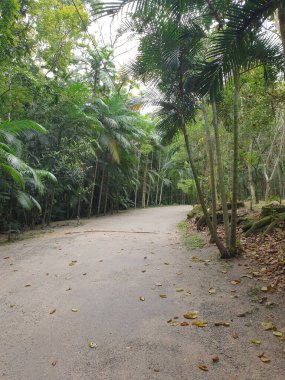 Ormanda güzel bir yol