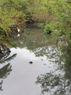 Ormandaki nehrin güzel manzarası