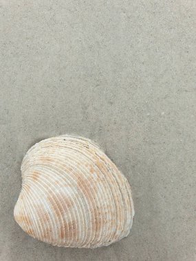 Sahilde beyaz bir kabuğa yaklaş.