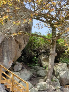 Ormanda güzel bir şelale