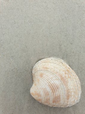 Sahilde deniz kabuğu